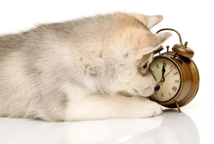 Puppy Care Guide: A Must-Read for New Owners 