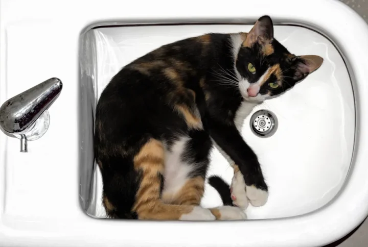 Are Cats Liquid? The Science Behind the Viral Meme